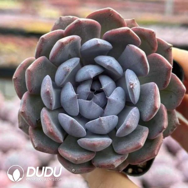Echeveria Xuanyazi - Image 1