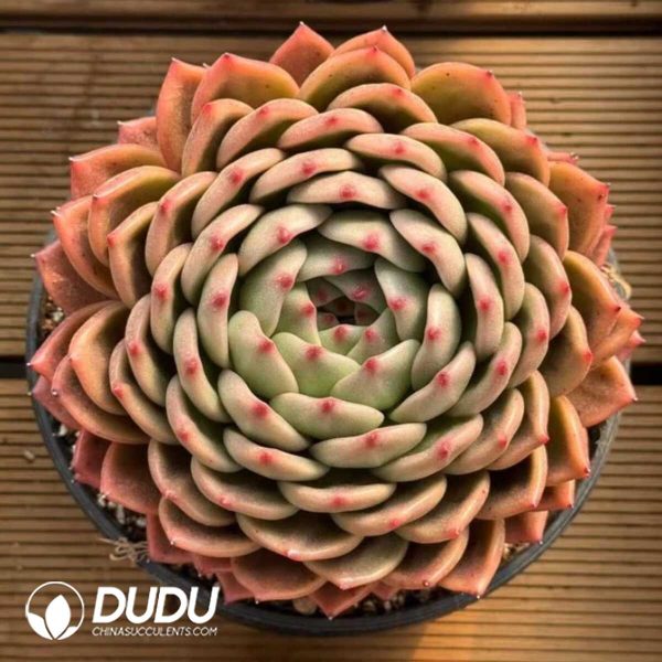 Echeveria Jumbo Invincible Eastern - Image 1