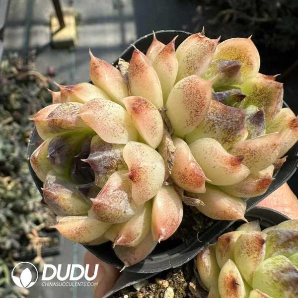 Echeveria Red Crystal Double Head - Image 1