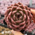 Echeveria Invincible Eastern