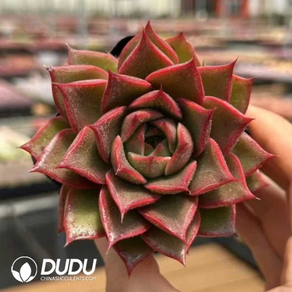 Echeveria Mangrove - Image 1