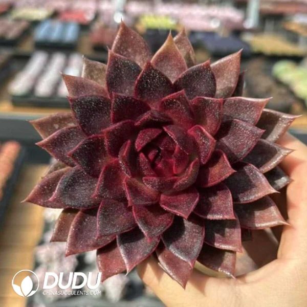 Echeveria Xuan Fox - Image 1