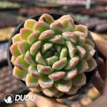 Echeveria Snowflake Beer
