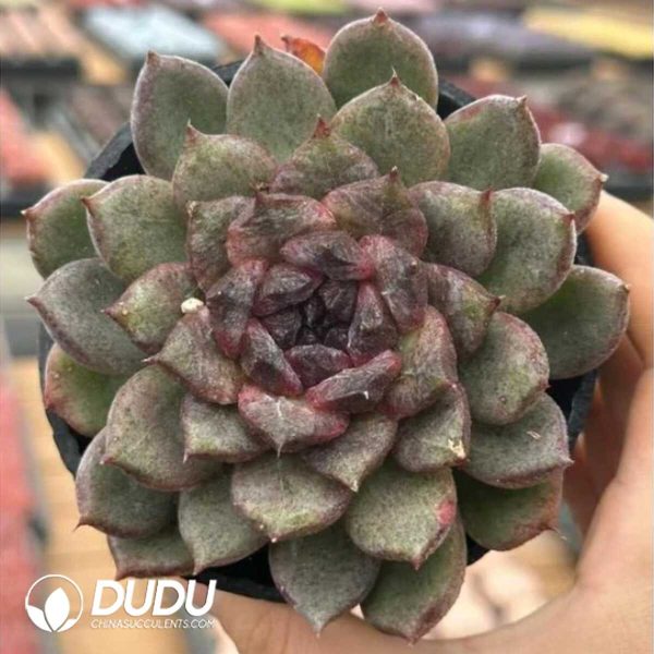 Echeveria Zhizunbao - Image 1