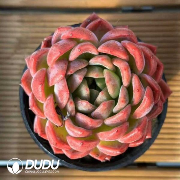 e201-666.jpg Echeveria Strawberry Maruko - Image 1
