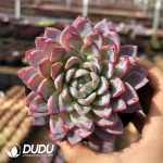 Echeveria Celestial Being