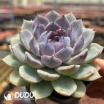 Echeveria Arabian Nights