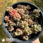 SedumSpring Miracle Clustering