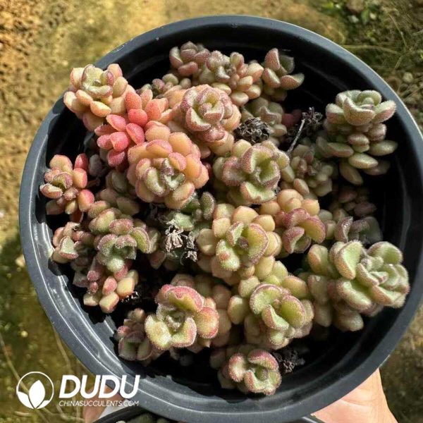 SedumSpring Miracle Clustering - Image 1