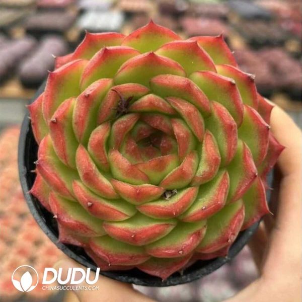 e201-670.jpg Echeveria Green Orange - Image 1