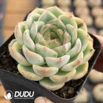 Echeveria Bulgari