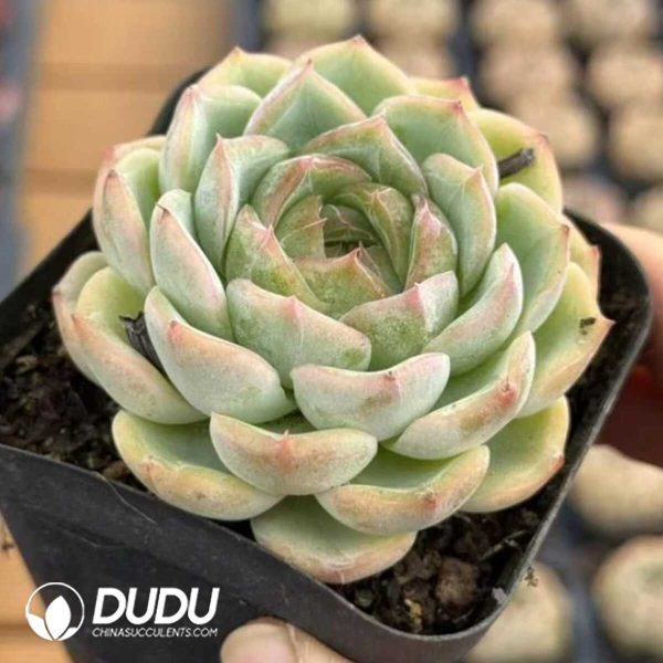 Echeveria Bulgari - Image 1