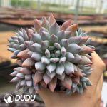 Echeveria Chrysanthemum Fairy Clustering