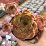 Echeveria Tulip