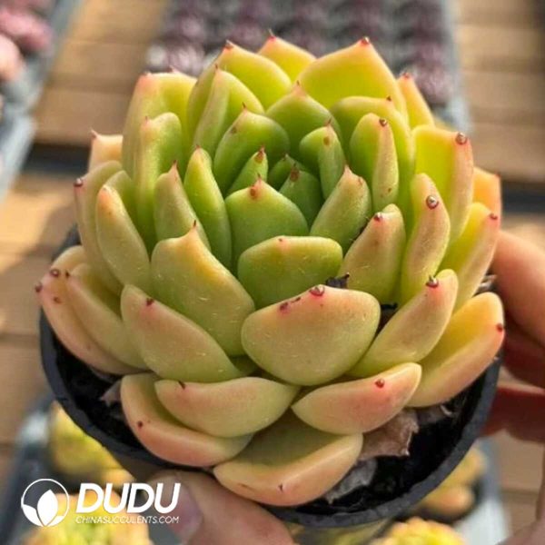 Echeveria Summer Lemon - Image 1