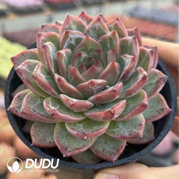 e201-675.jpg Echeveria Twin Demons Shatter the Cauldron - Image 1