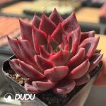 Echeveria Fringe