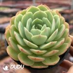 Echeveria Orange Jasmine