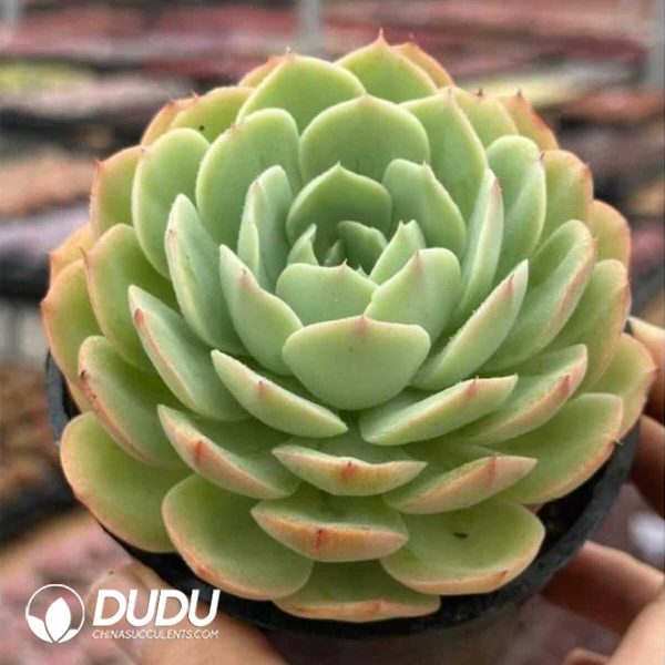 Echeveria Orange Jasmine - Image 1