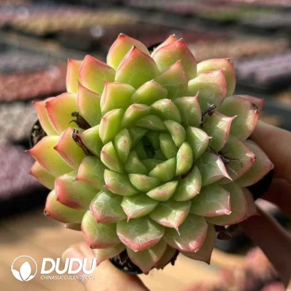 Echeveria Perfume Jade - Image 1