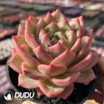 Echeveria Patrick Star