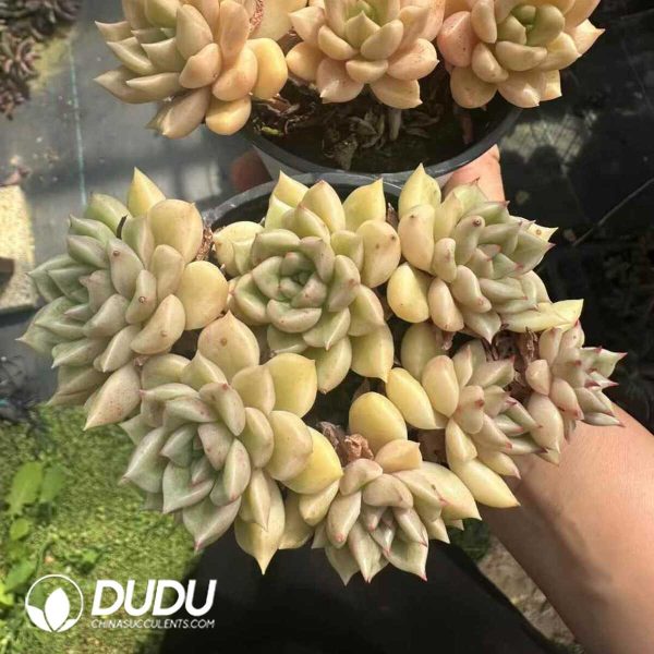 Echeveria Brilliant Multiple Heads Clustering - Image 1