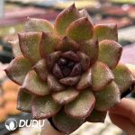 Echeveria Norwegian Wood