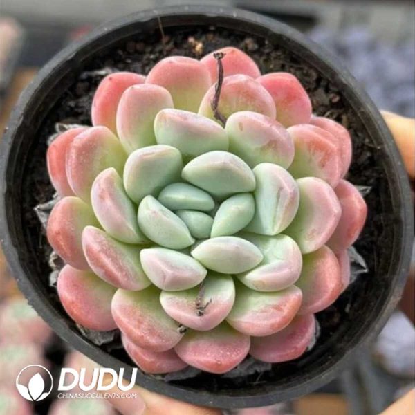 Echeveria Moon Half Bay - Image 1