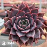 Echeveria Purple Fire