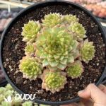 Echeveria Ice Diamond Jenny Clustering 6heads+