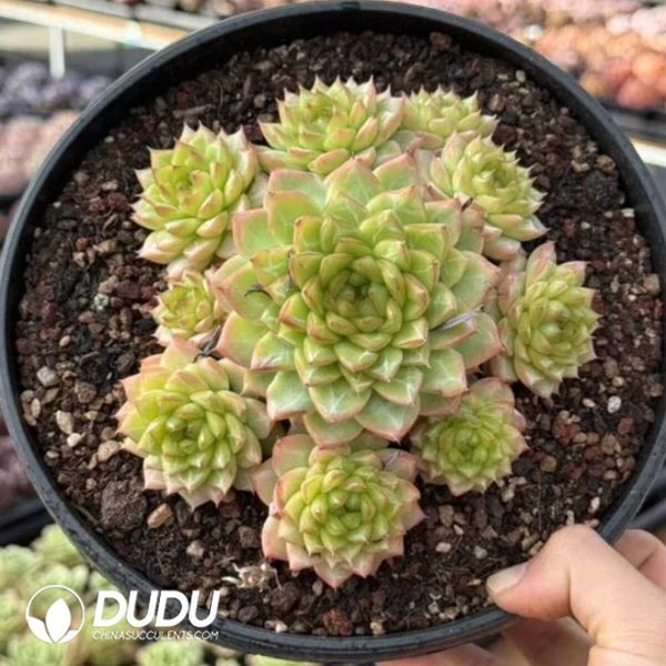 Echeveria Ice Diamond Jenny Clustering 6heads+ - Image 1