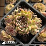 Echeveria Leopard Clustering