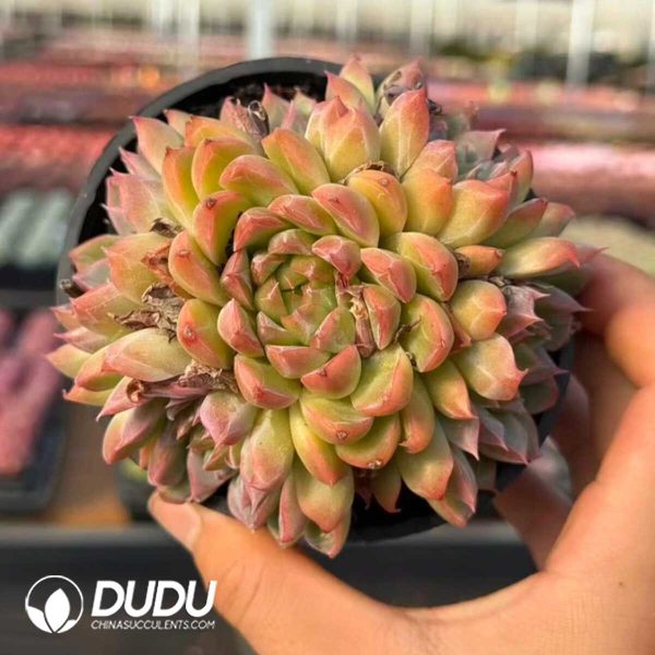 Echeveria Leopard Clustering - Image 1