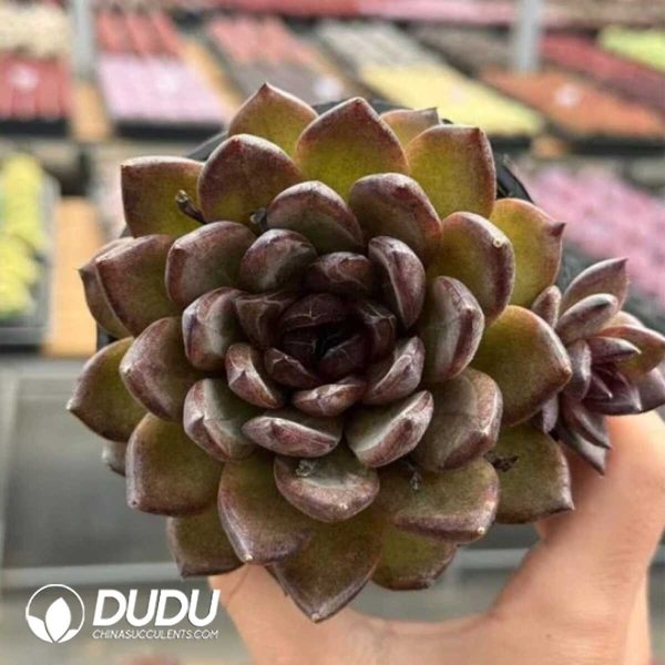 Echeveria Black Tortoise - Image 1