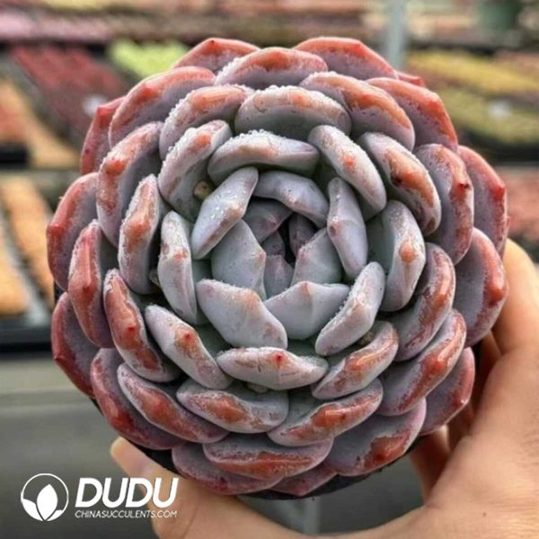 Echeveria Orange Monroe - Image 1