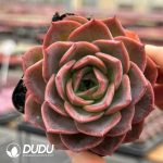 Echeveria Butterfly Puff
