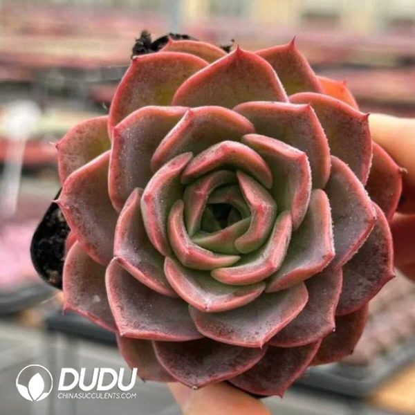 Echeveria Butterfly Puff - Image 1