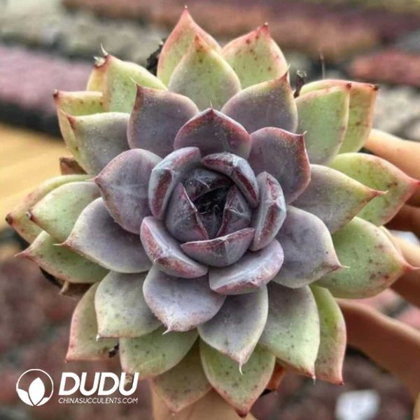 Echeveria Fragrant Snow - Image 1