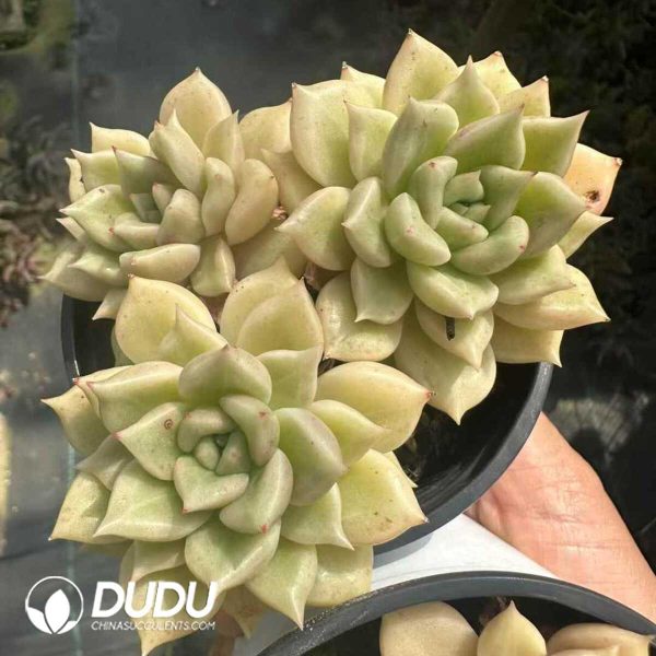 Echeveria Brilliant Clustering - Image 1