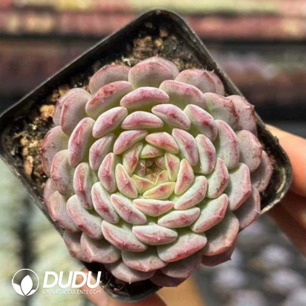 e201-690.jpg Echeveria White Chubby - Image 1