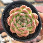 Echeveria Spring Jenny