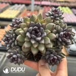 Echeveria Black Beauty Clustering