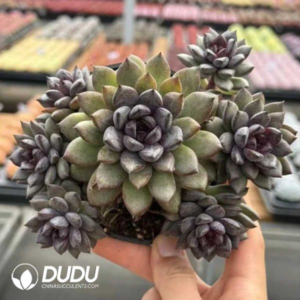 e201-692.jpg Echeveria Black Beauty Clustering - Image 1