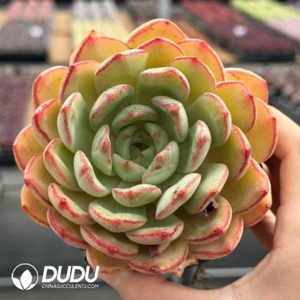 e201-693.jpg Echeveria Sugar Coat - Image 1