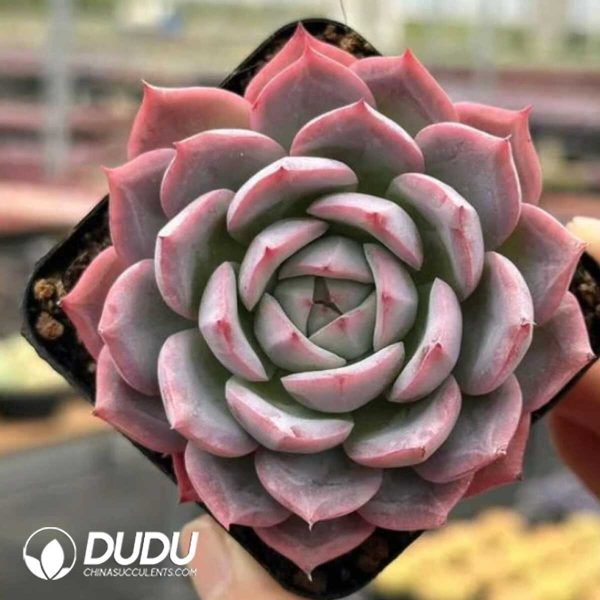 e201-696.jpg Echeveria Sweetheart Queen - Image 1