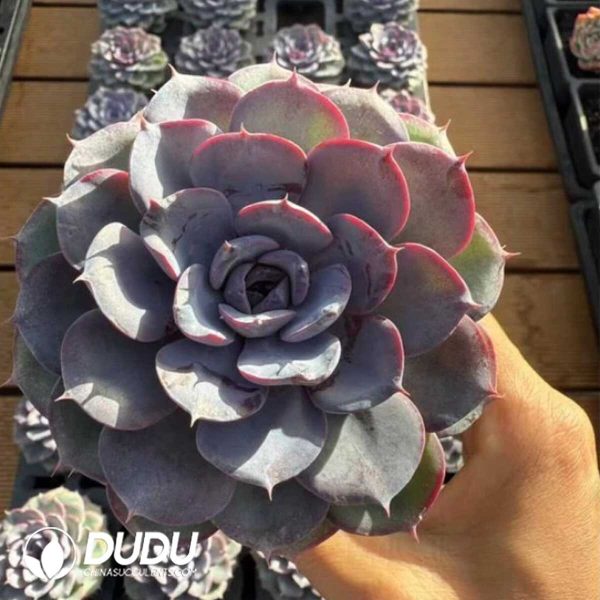 e201-698.jpg Echeveria Bird Nest - Image 1