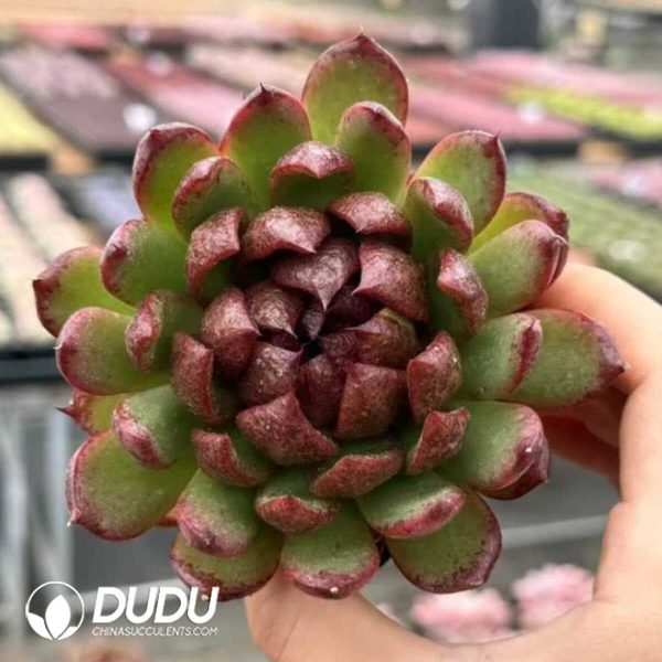 e201-699.jpg Echeveria Carnivorous - Image 1