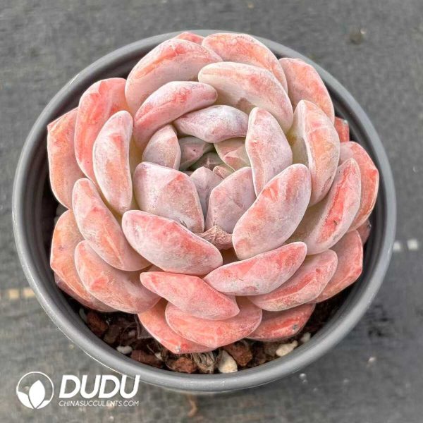 e201-7.jpg Echeveria Orange Monroe - Image 1