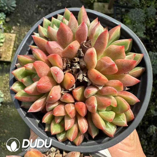 Echeveria Cobblestone Multiple Heads Clustering - Image 1