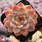 Echeveria Ice Diamond